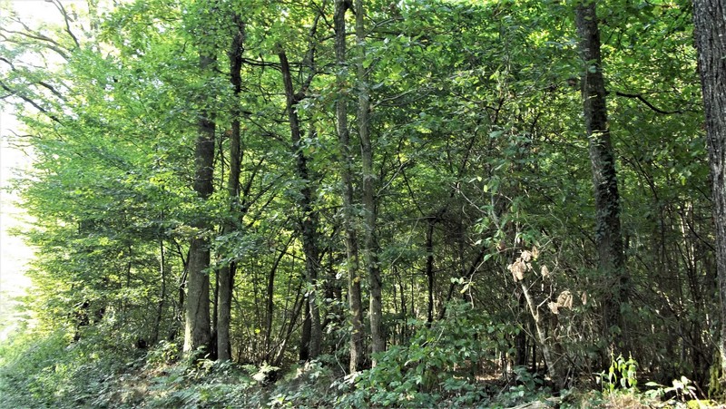 Forêt en région Centre-Val de Loire